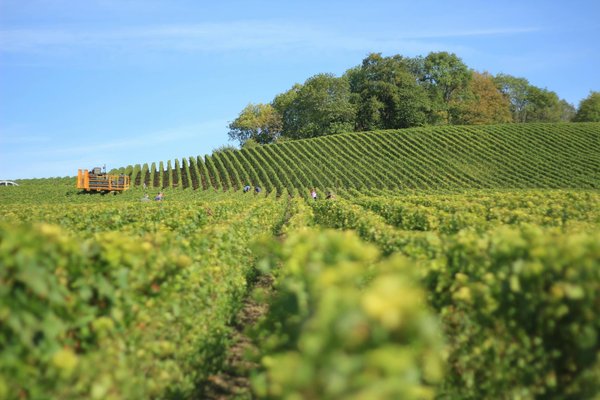 What are the top-rated wine tours in the Kent countryside?