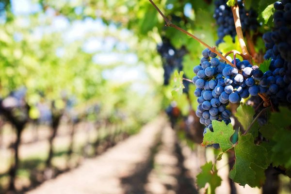 Which vineyards around Bristol offer wine tasting tours?
